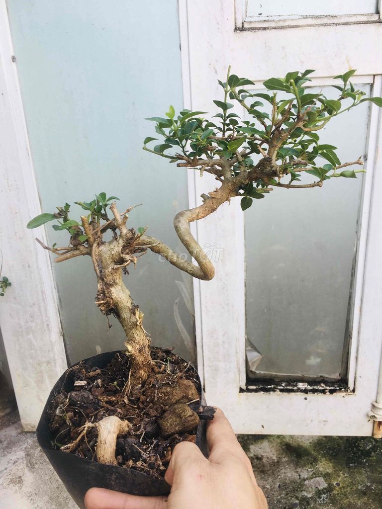 Cây cảnh Sam hương Đắk Lắk. Mua bán Cây cảnh, đồ trang trí tại Quận Thanh Khê Đà Nẵng được đăng bởi chuyên gà tre gia cong và cây cảnh bonsai hình 1