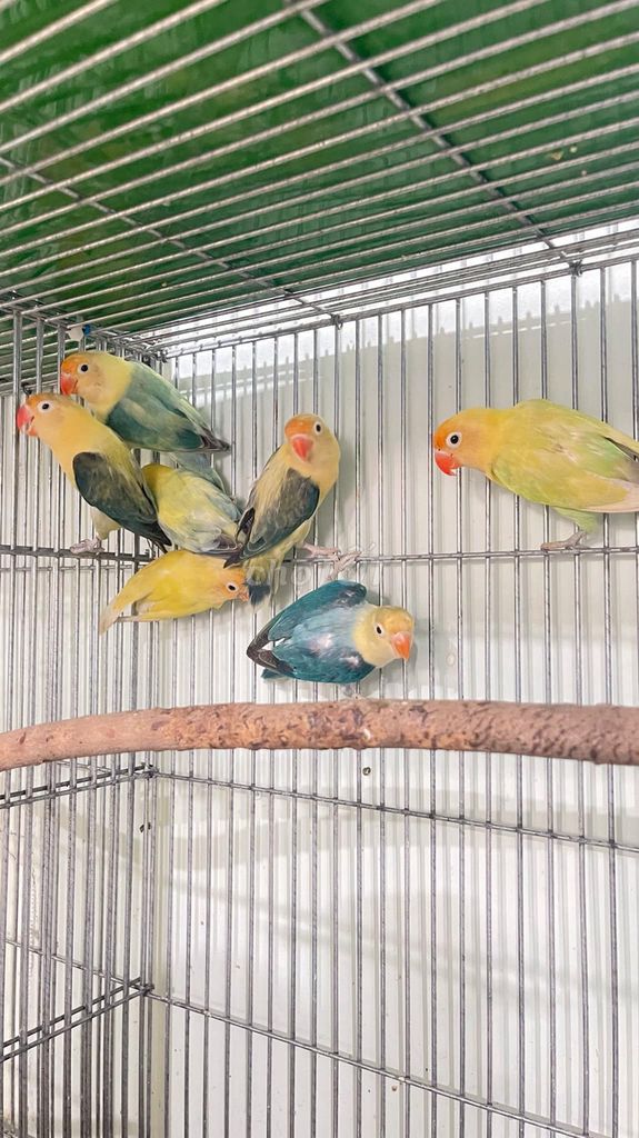 Vẹt lovebird đủ màu đủ giá . Lớn và nhỏ