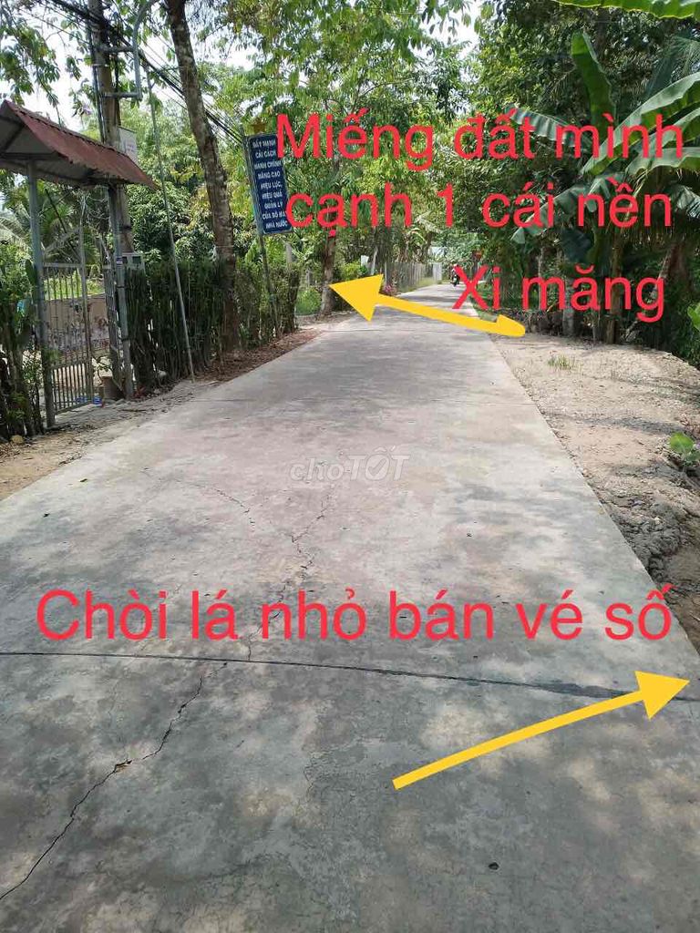 Bán đất trồng cây lâu năm