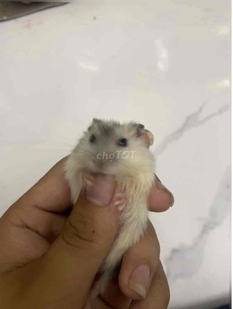 Chuột Hamster WW Trắng. Mua bán Thú cưng khác tại Huyện Thanh Trì Hà Nội được đăng bởi Vũ Hà hình 1