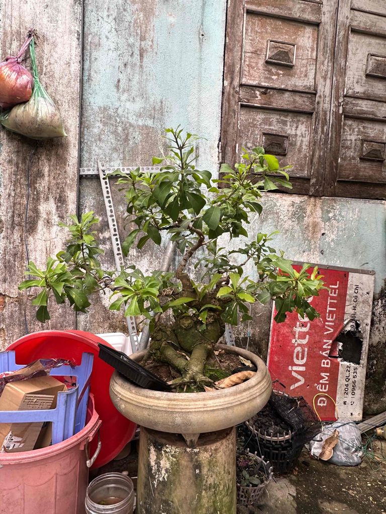 Lộc vừng Bonsai thuần tán bản đế mịn. Mua bán Cây cảnh, đồ trang trí tại Huyện Củ Chi Tp Hồ Chí Minh được đăng bởi nguyễn quốc Thắng hình 1