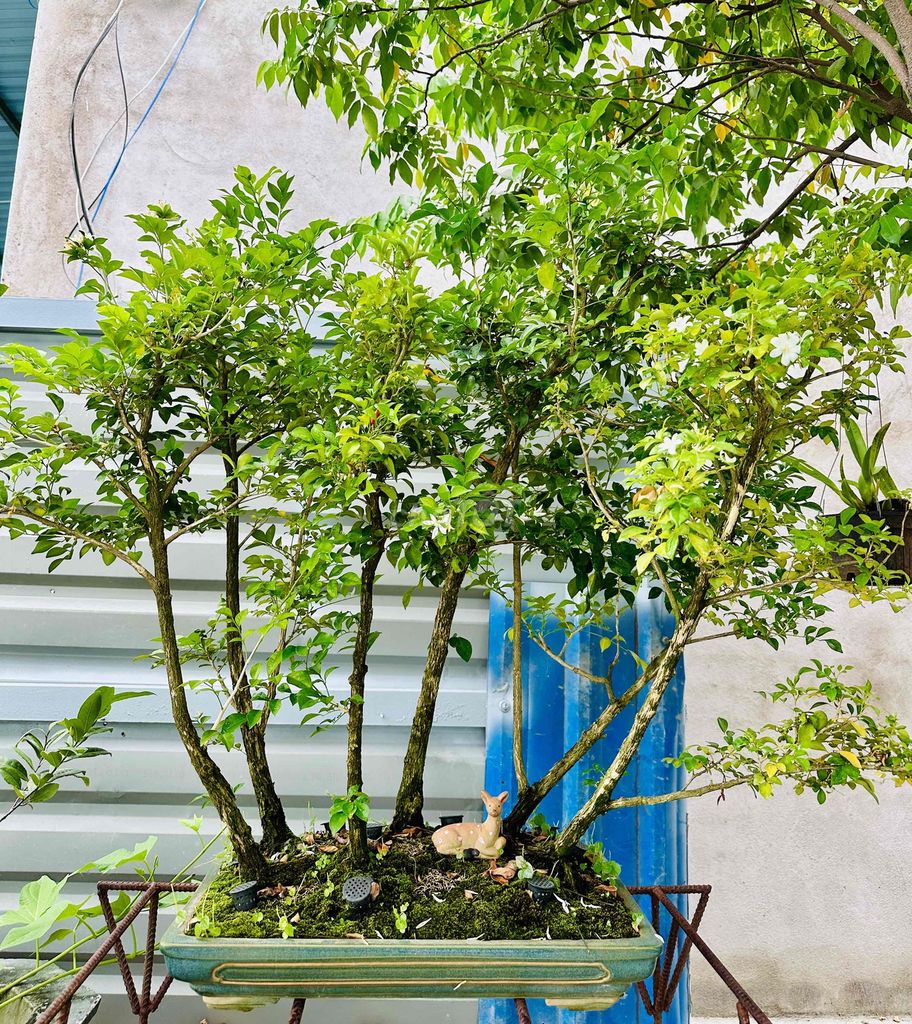 Nguyệt quế. Mua bán Cây cảnh, đồ trang trí tại Thị xã Phú Mỹ Bà Rịa - Vũng Tàu được đăng bởi Ghiền Bonsai hình 1