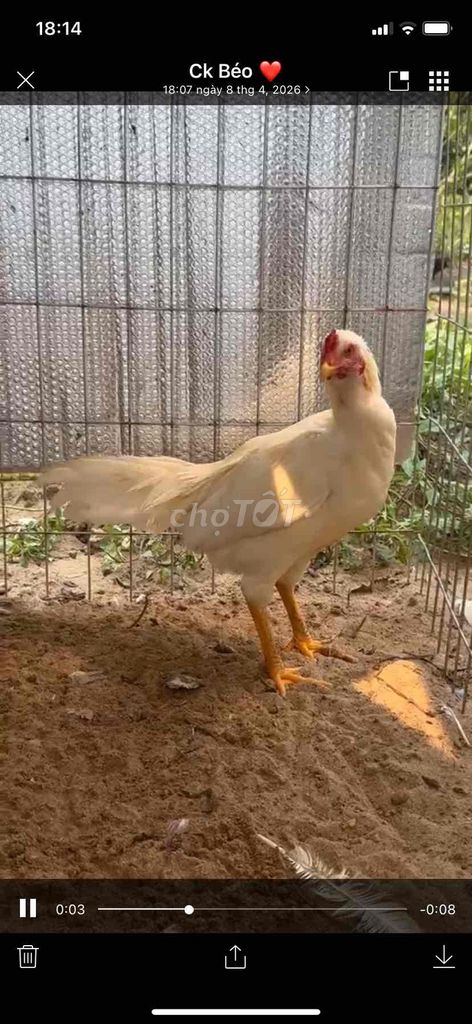 gà thái / việt lai - 5 tháng - 2kg3 - gà giống. Mua bán Gà tại Quận Bình Thuỷ Cần Thơ được đăng bởi Hoàng Huy hình 1