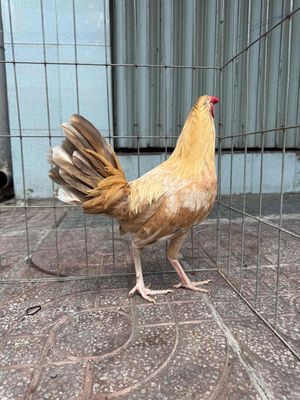 Simon. Mua bán Gà tại Quận 8 Tp Hồ Chí Minh được đăng bởi Tấn Sang