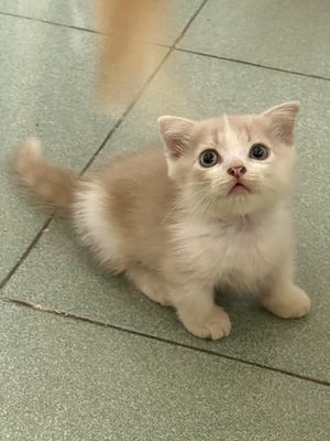 Mèo anh chân ngắn. Mua bán Mèo tại Thành phố Cao Lãnh Đồng Tháp được đăng bởi Vi Nguyen
