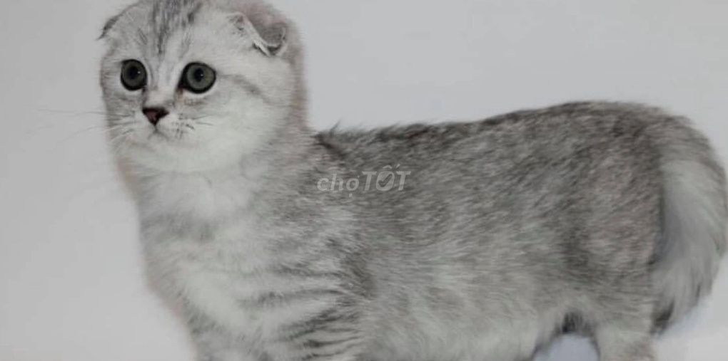 Tìm Mèo Munchkin Silver dưới 3 tháng tuổi. Mua bán Mèo tại Huyện Củ Chi Tp Hồ Chí Minh được đăng bởi Không bảy sáu năm bốn hai năm bốn hai năm hình 1