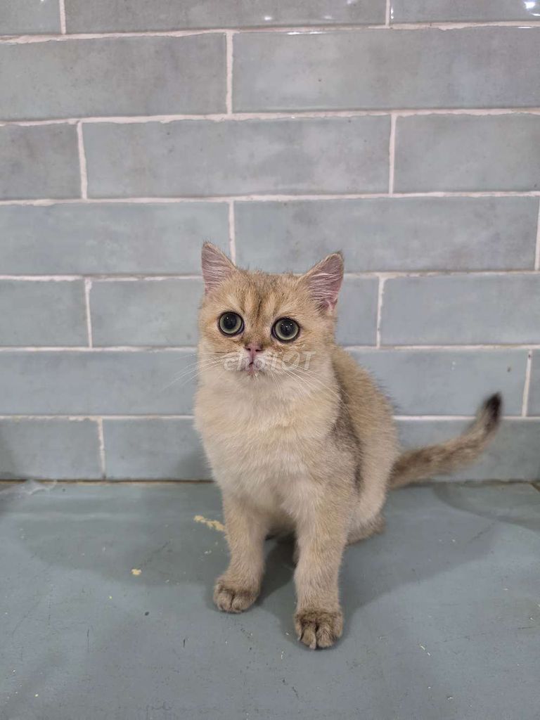Mèo Golden ALN quấn chủ. Mua bán Mèo tại Quận 8 Tp Hồ Chí Minh được đăng bởi Nhật anh hình 1