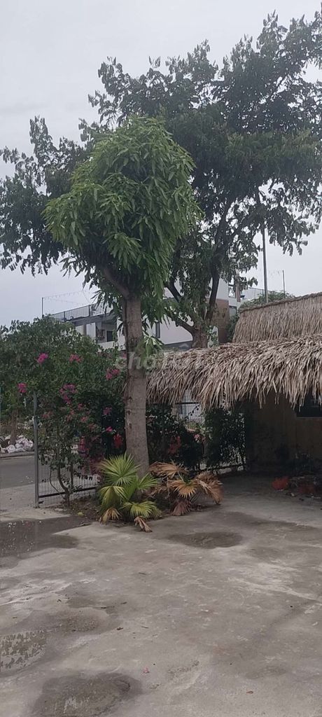 Lá cọ khô trang trí nhà cửa. Mua bán Cây cảnh, đồ trang trí tại Quận Hải Châu Đà Nẵng được đăng bởi chi mai hình 1