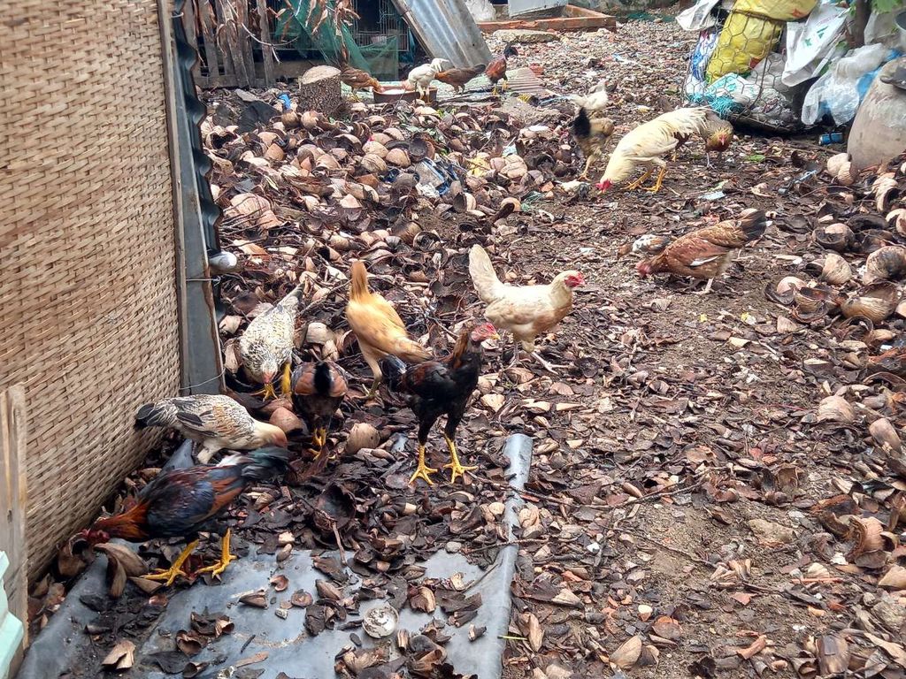 Gà Điều Siu Cuban gần 5 tháng. Mua bán Gà tại Quận 7 Tp Hồ Chí Minh được đăng bởi  Hoàng Hải Nguyên  hình 1