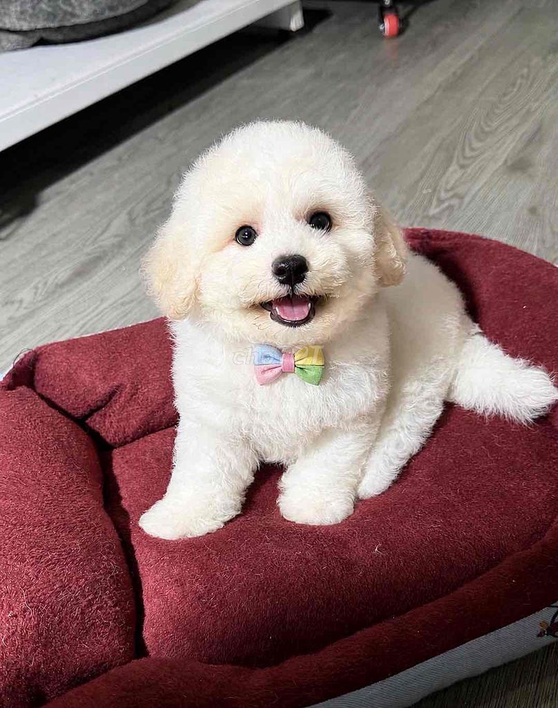 Chó Poodle trắng 2.5 tháng đã tiêm. Mua bán Chó tại Quận Hoàng Mai Hà Nội được đăng bởi Phát lộc hình 1