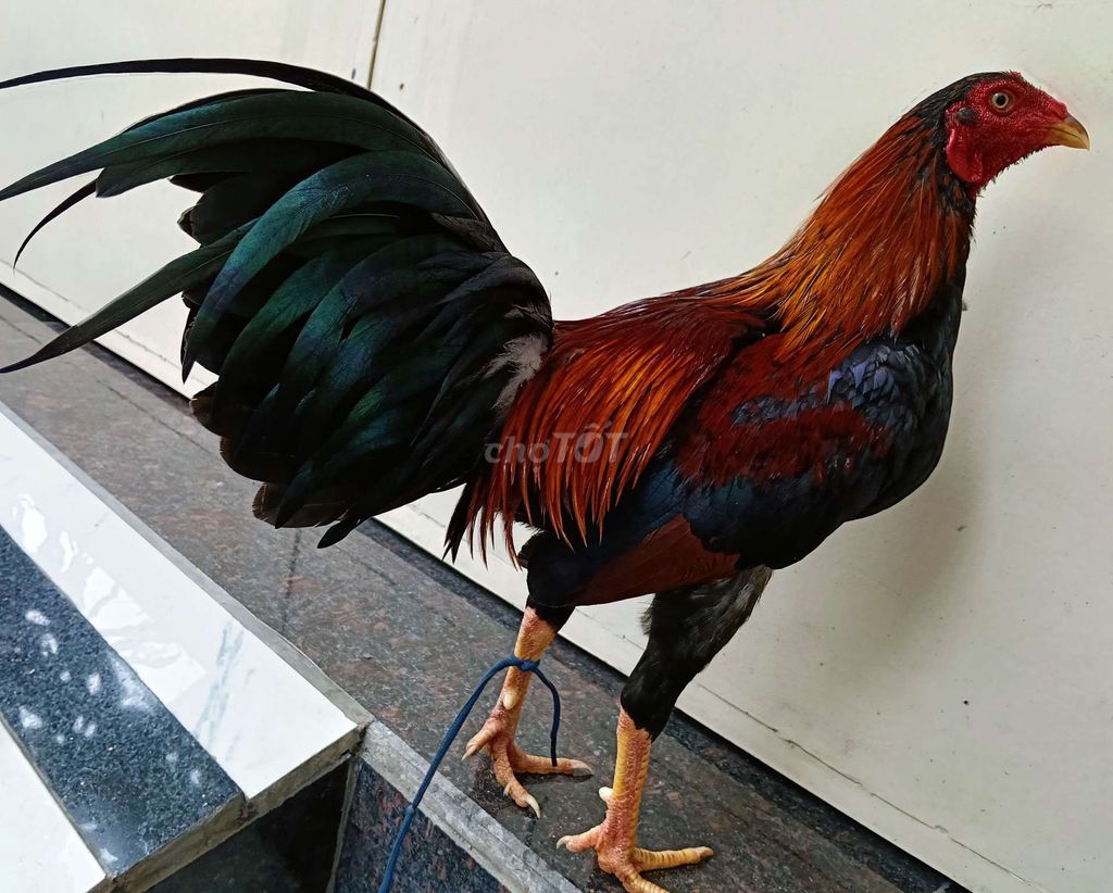 gà mất duyên thanh lý ae 1 kg 6 hơn . Mua bán Gà tại Quận Gò Vấp Tp Hồ Chí Minh được đăng bởi nam gà tre  hình 1