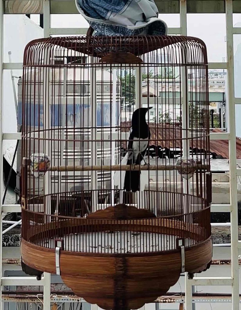 Chim Chích chòe Đen trắng 3-4 mùa. Mua bán Chim tại Quận 3 Tp Hồ Chí Minh được đăng bởi Trọng Huỳnh hình 1