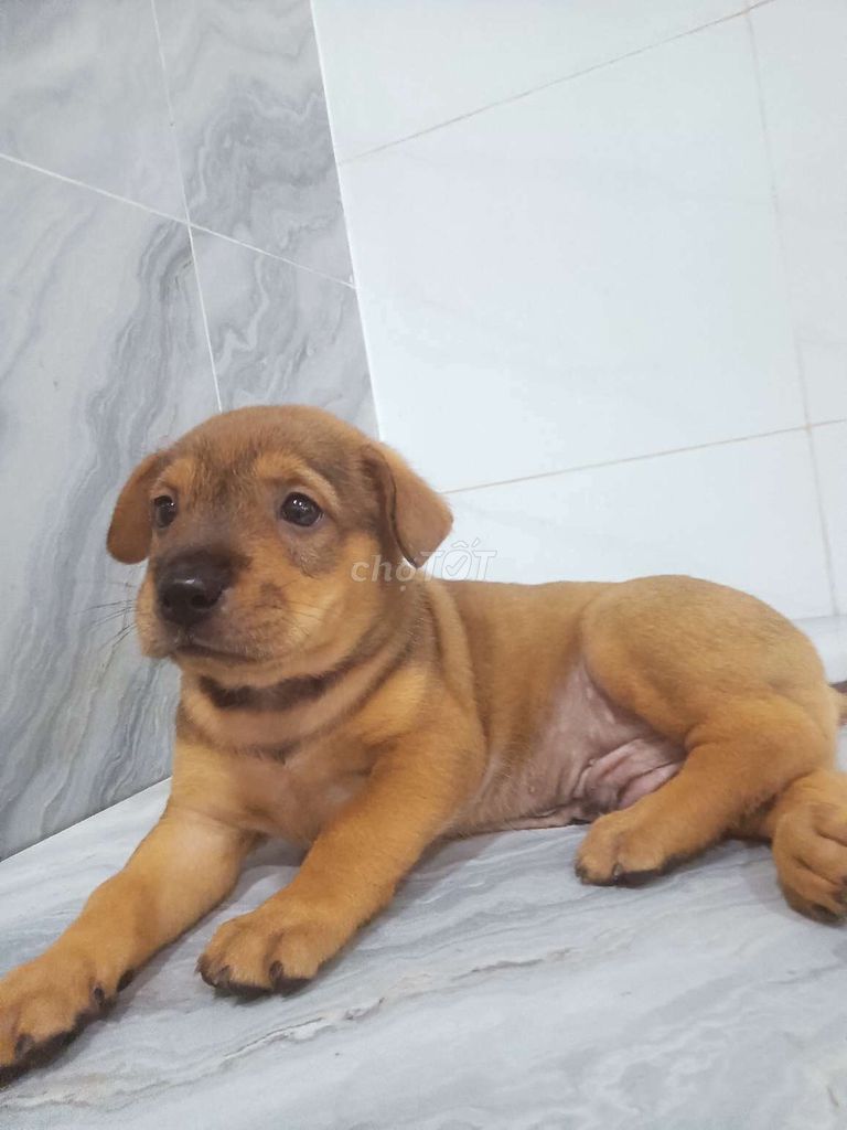 Chó Becgie F đực lanh lợi đã biết sủa ăn giỏi . Mua bán Chó tại Quận 6 Tp Hồ Chí Minh được đăng bởi Tăng Chí Lương  hình 1