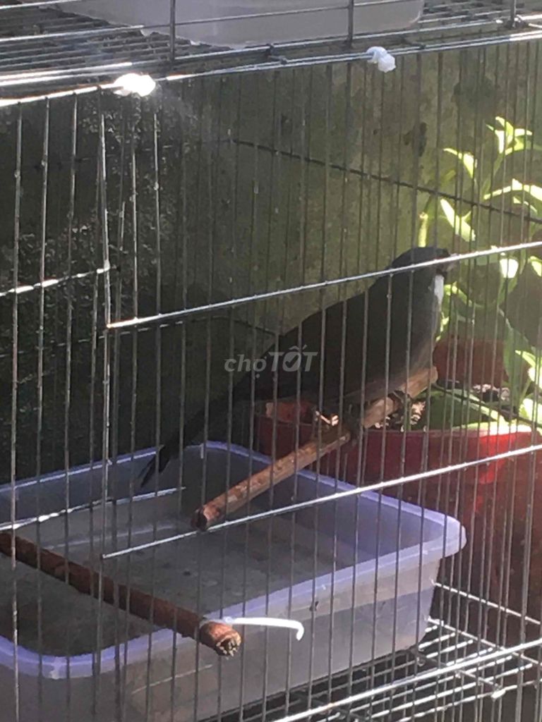 ch.im Ss mới tách avi ra lồng. Mua bán Chim tại Huyện Hóc Môn Tp Hồ Chí Minh được đăng bởi nguyen nguyen  hình 4