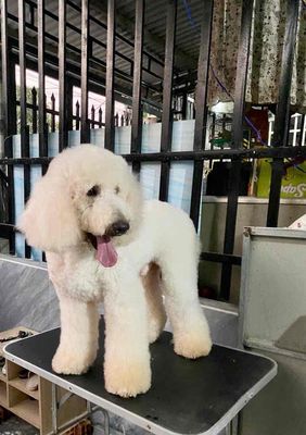 Poodle khổng lồ