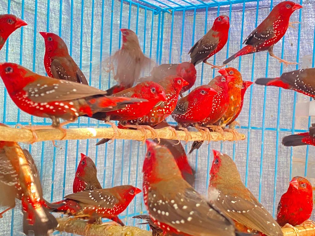 Chim Manh manh mai hoa tơ. Mua bán Chim tại Quận 12 Tp Hồ Chí Minh được đăng bởi nguyễn tuấn hình 1
