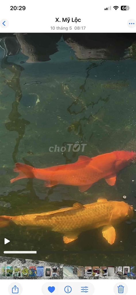 Cá Koi 4x - 5x Đỏ Vàng. Mua bán Thú cưng khác tại Huyện Cần Giuộc Long An được đăng bởi Thanh Son hình 1