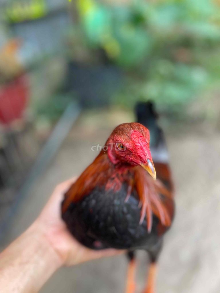 Gà chọi Điều vàng trống 7 tháng. Mua bán Gà tại Huyện Cai Lậy Tiền Giang được đăng bởi Huỳnh Nghĩa hình 1