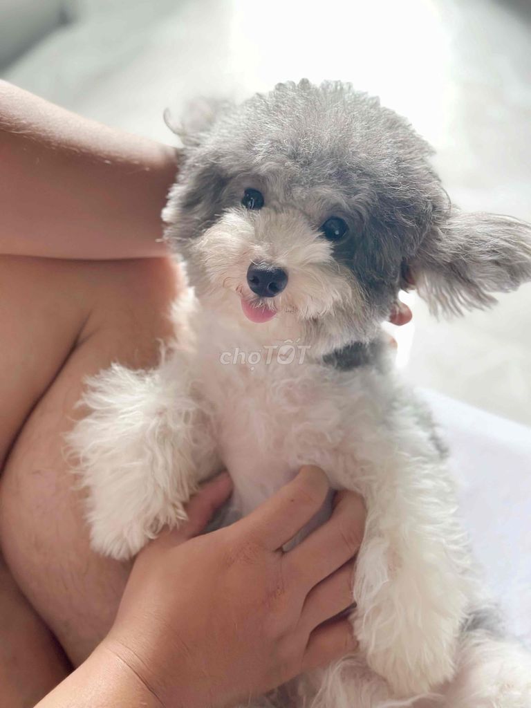 POODLE ĐỰC BÒ XÁM 2 TUỔI