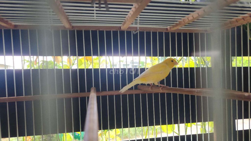 Chim Canary Vàng khỏe mạnh. Mua bán Chim tại Thành phố Biên Hòa Đồng Nai được đăng bởi Chesney Fraser Paterson hình 1