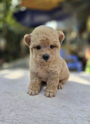 Poodle tai Gấu đực tiny mix tecup nhỏ xíu