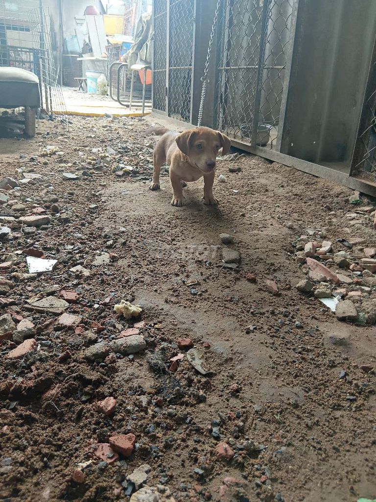 lạp xưởng đực. Mua bán Chó tại Thành phố Biên Hòa Đồng Nai được đăng bởi vũ nguyễn huy hoàng hình 1