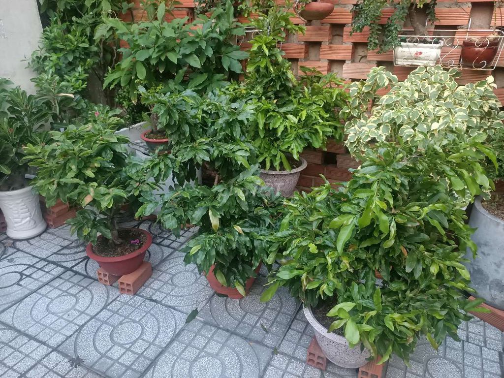 MAI VÀNG CHƠI TẾT. Mua bán Cây cảnh, đồ trang trí tại Huyện Hóc Môn Tp Hồ Chí Minh được đăng bởi Lạc Trôi hình 1
