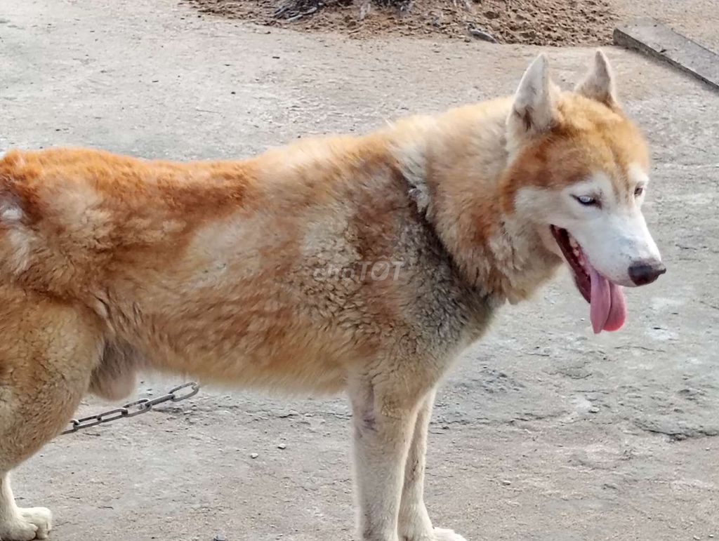 Chó Husky Đực Nâu vàng Lông bóng. Mua bán Chó tại Huyện Đức Hòa Long An được đăng bởi Nhân Rottweiler  hình 1