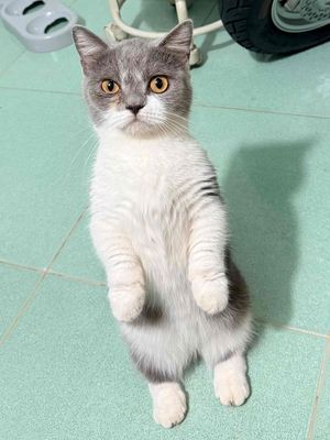 Mèo Anh lông ngắn đực cái