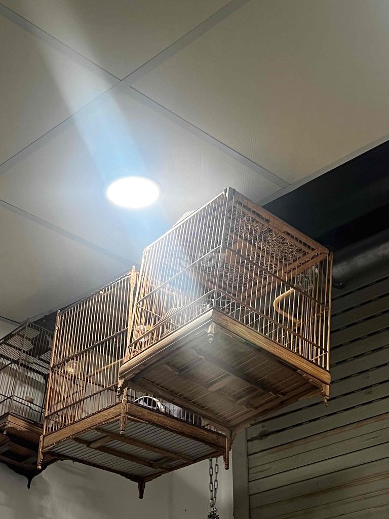 Lồng chim chào mào tre vuông. Mua bán Phụ kiện, Thức ăn, Dịch vụ tại Thành phố Pleiku Gia Lai được đăng bởi Tuan hình 1