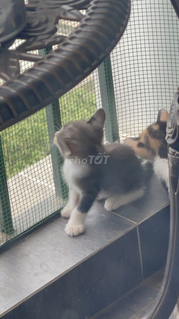 Cần tìm chủ yêu thương các bé mèo đáng yêu
