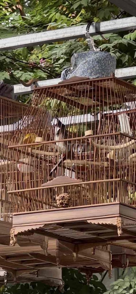 Tê dị. Mua bán Chim tại Thành phố Huế Thừa Thiên Huế được đăng bởi Tuấn hình 1