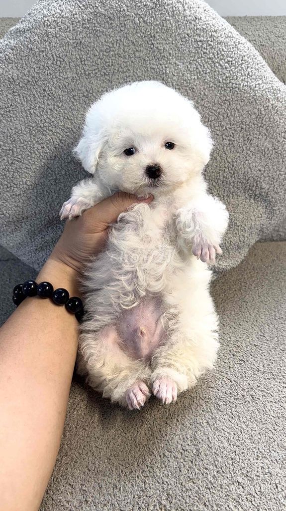 Chó Poodle. Mua bán Chó tại Quận Tân Bình Tp Hồ Chí Minh được đăng bởi Minh vương hình 1