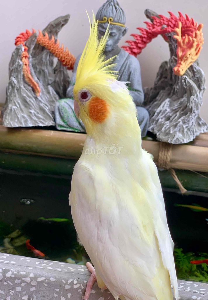 Vẹt Cockatiel Vàng Trống hiền ngoan thuẩn. Mua bán Chim tại Quận Gò Vấp Tp Hồ Chí Minh được đăng bởi Pets nuôi Làm Cảnh hình 1