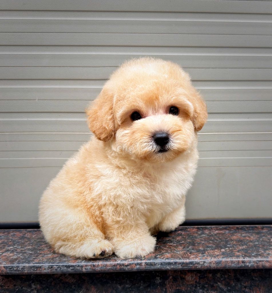 Chó Poodle nhiều màu cả hai. Mua bán Chó tại Huyện Thanh Trì Hà Nội được đăng bởi Trần Thanh Hiền hình 1