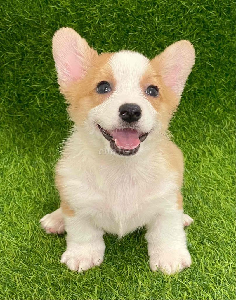 Chó Corgi Vàng trắng Mũm mĩm thân thiện. Mua bán Chó tại Huyện Thanh Trì Hà Nội được đăng bởi Nguyễn Longg hình 1
