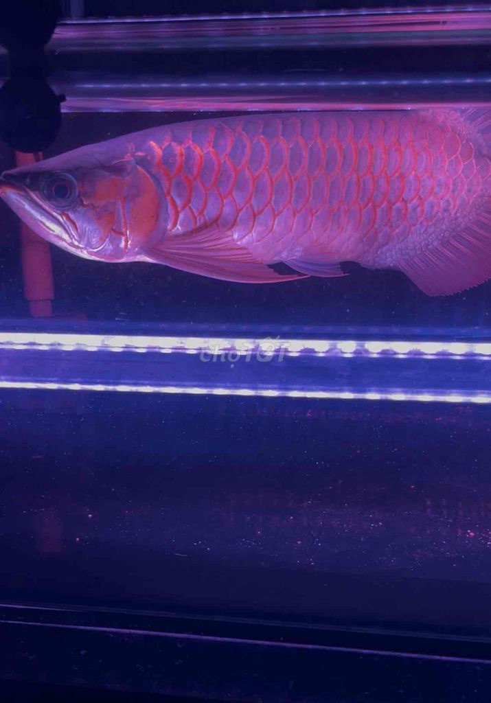 Cá Huyết long 40cm Đỏ. Mua bán Thú cưng khác tại Thị xã Bến Cát Bình Dương được đăng bởi DANG VAN SANG hình 1