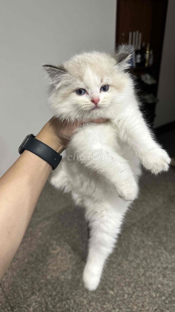 Mèo ragdoll đực 2 tháng