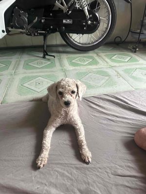 Chó Poodle tiny cái 8 tháng