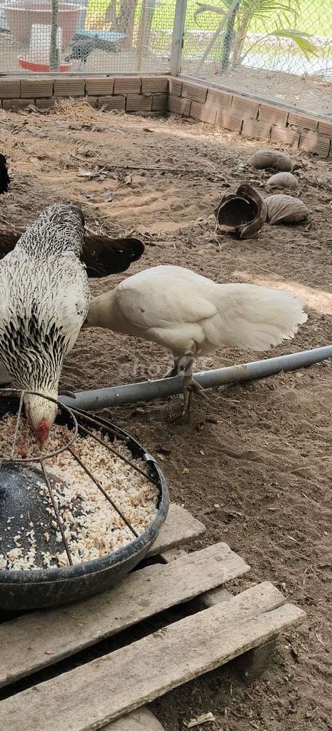 Gà mái Bướm chân xanh. Mua bán Gà tại Huyện Cờ Đỏ Cần Thơ được đăng bởi Cát Bụi Là Ta hình 1