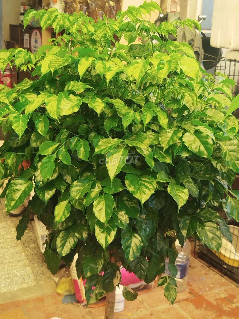 Cây hạnh phúc 150cm Xanh. Mua bán Cây cảnh, đồ trang trí tại Quận Hoàng Mai Hà Nội được đăng bởi Nguyễn Minh Thoa hình 1