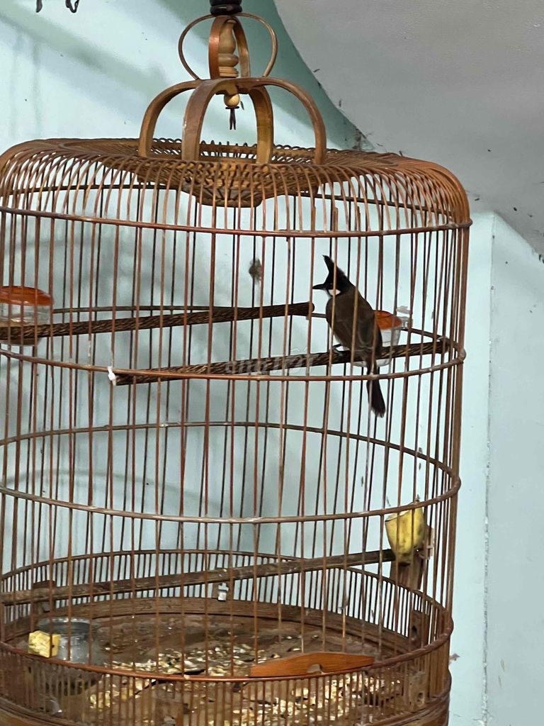 Chim chào mào Nâu, đen, trắng. Mua bán Chim tại Quận Gò Vấp Tp Hồ Chí Minh được đăng bởi NGUYỄN PHi hình 1