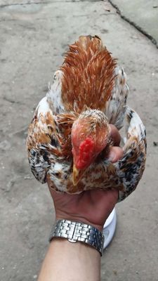 Tre bắc cần thanh lý. Mua bán Gà tại Thành phố Thuận An Bình Dương được đăng bởi Minh Nguyên