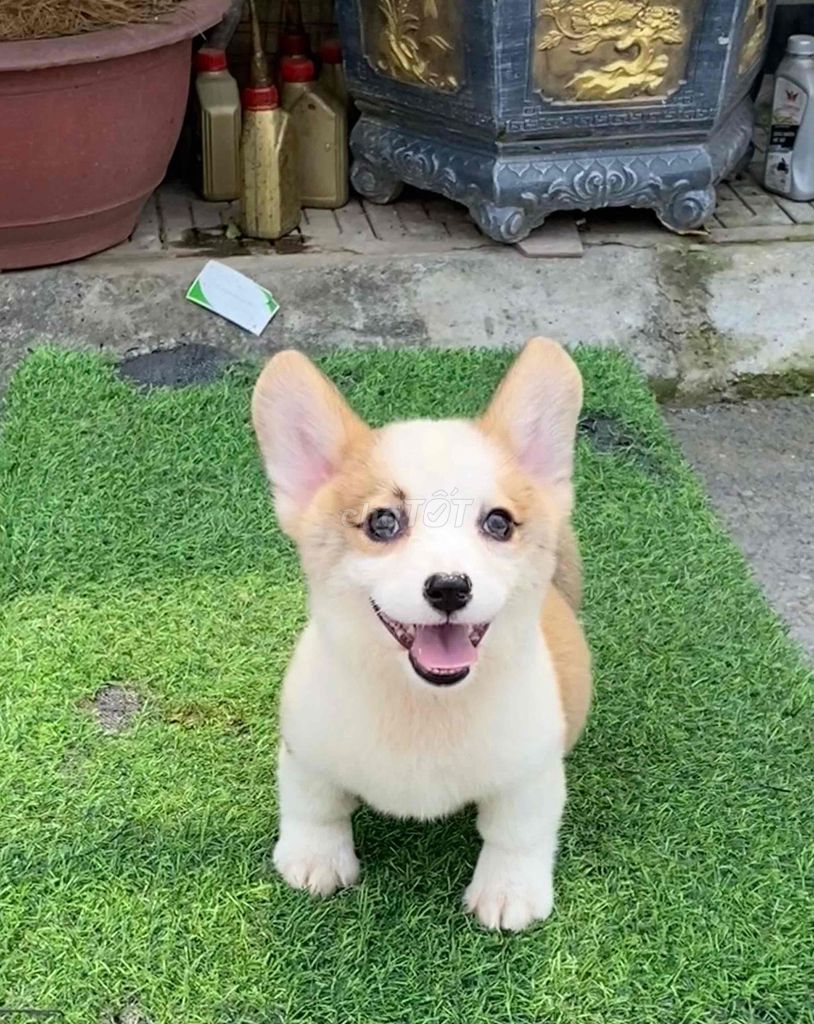 Chó Corgi Muốn tặng bé corgi. Mua bán Chó tại Quận Bắc Từ Liêm Hà Nội được đăng bởi Vương duy Tú hình 1
