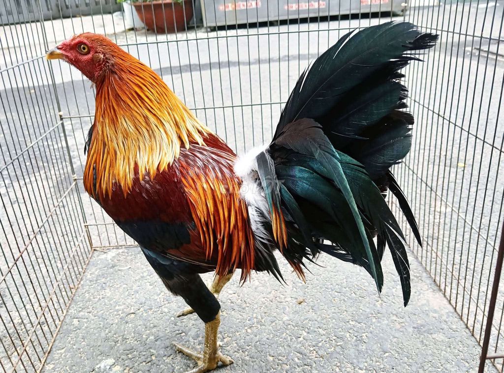 1 kg 750oa gà zin không lỗi . Mua bán Gà tại Quận Gò Vấp Tp Hồ Chí Minh được đăng bởi nam gà tre  hình 1