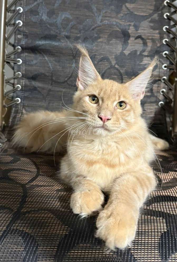 Maine coon đực cam thuần chủng