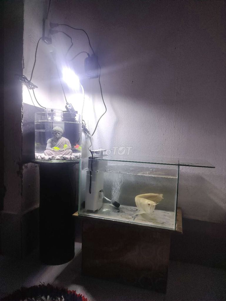 Cá rồng cảnh+ hồ