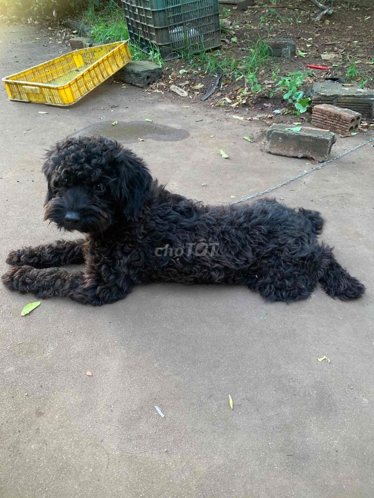 Chó Poodle Đực Đen.ăn chay. Mua bán Chó tại Thành phố Long Khánh Đồng Nai được đăng bởi út hình 1