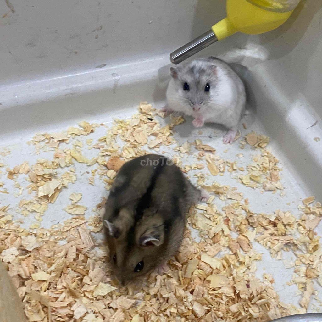 Bán chuột Hamster béo ú xinh