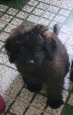 Chó Lai Poodle